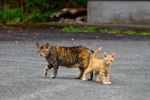 猫(147) 猫(147)の写真