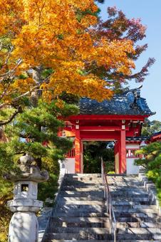 称名寺の紅葉⑺ 秋,紅葉,称名寺の写真素材