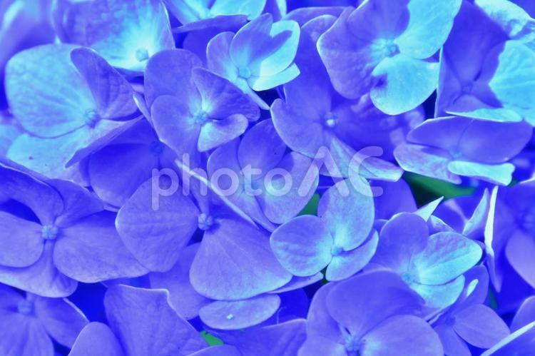 あじさい（壁紙用） 花,あじさい,紫陽花の写真素材