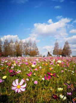 風車と一面のコスモス　～秋の風景の写真