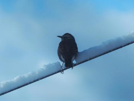 Photo, snow, wire, wild bird, 