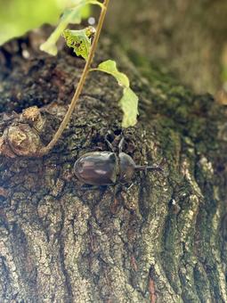 木に登るカブトムシ 木に登るカブトムシの写真