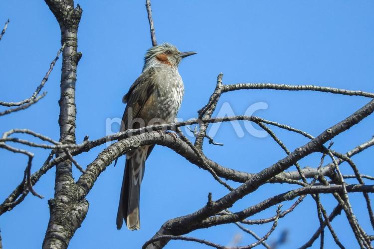 木の枝にとまっているヒヨドリ ヒヨドリ,動物,木の写真素材