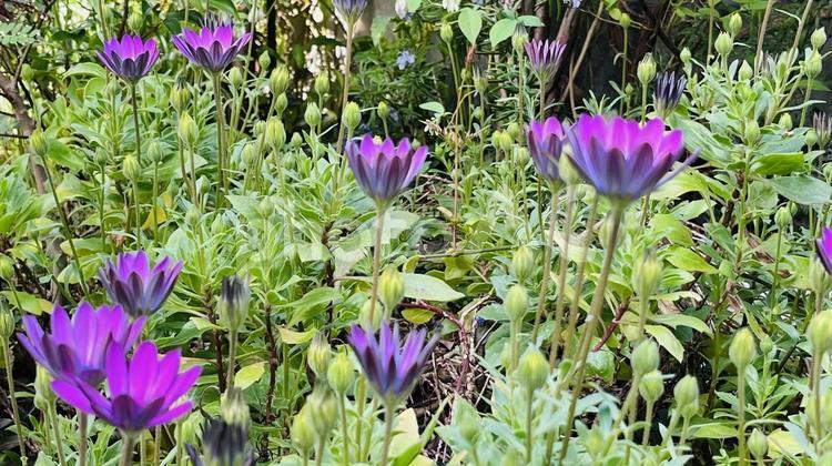 庭の美しい花、春のガーデニング 花,春,初夏の写真素材
