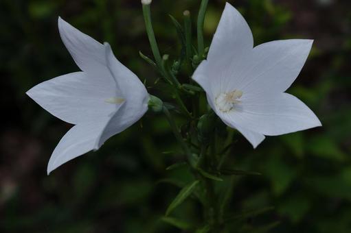 Photo, campanulaceae, flower, bellflower family, 