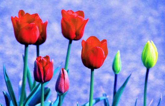 赤いチューリップの写真