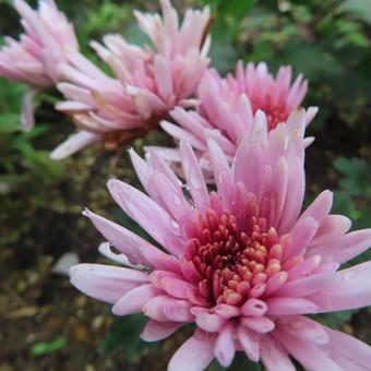 キク（菊）の写真