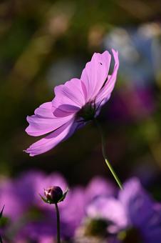 コスモス　つぼみ 秋,コスモス,午後の写真素材