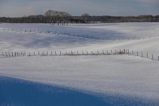 冬の牧場にできた長い影と光が描く陰影 牧場,冬,雪原の写真素材