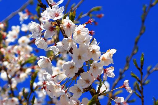 満開の桜 満開の桜 サクラ,春,木の写真素材