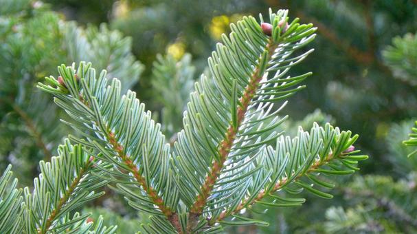 モミの葉の緑背景_03 モミ,葉,緑の写真素材
