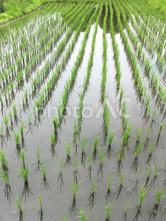 田んぼの稲 田,稲,米の写真素材