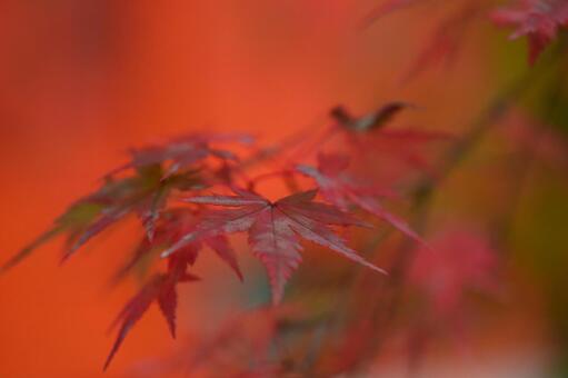 もみじ もみじの写真