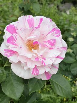 バラ バラ バラ,バラ園,薔薇の写真素材