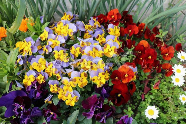 パンジーとビオラとノースボールの花壇 パンジー,ビオラ,ノースボールの写真素材