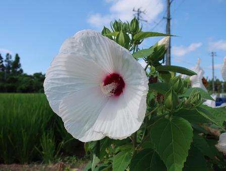 アメリカフヨウ 夏の巨大な白い花 アメリカフヨウ 夏の巨大な白い花の写真
