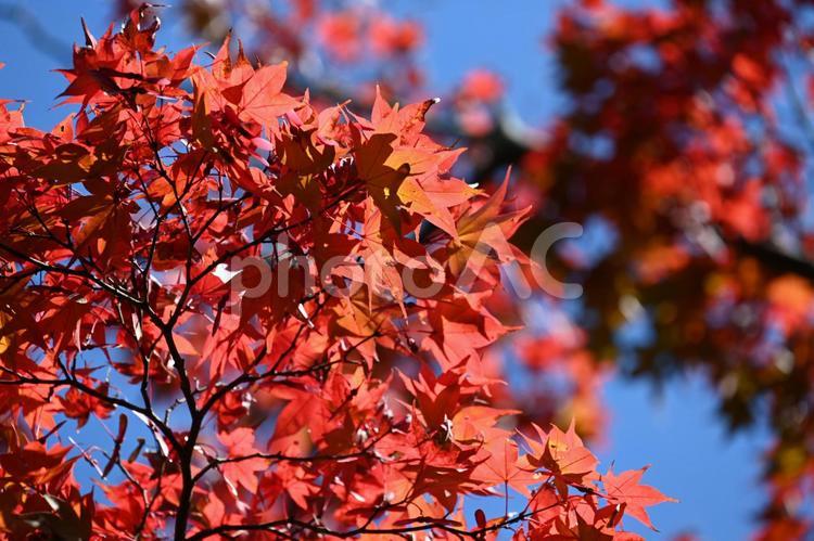 紅葉・秋のイメージ：背景素材テクスチャ 紅葉,秋,風情の写真素材