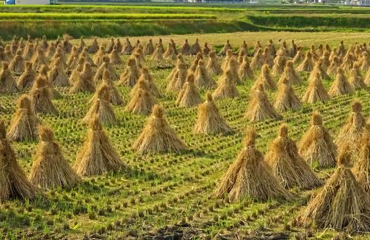 Photo, straw triangle hat, straw, field, 
