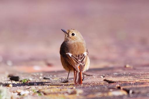 地面から空を見上げるジョウビタキ 鳥,ジョウビタキ,自然の写真素材