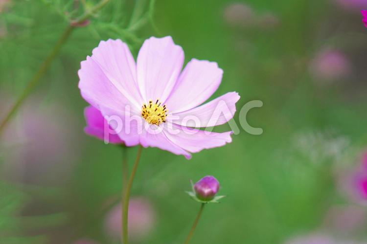 満開に咲き誇るコスモス畑 コスモス,コスモス畑,アップの写真素材