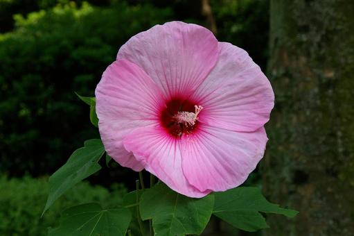 アメリカフヨウ アメリカフヨウ,亜米利加芙蓉,クサフヨウの写真素材