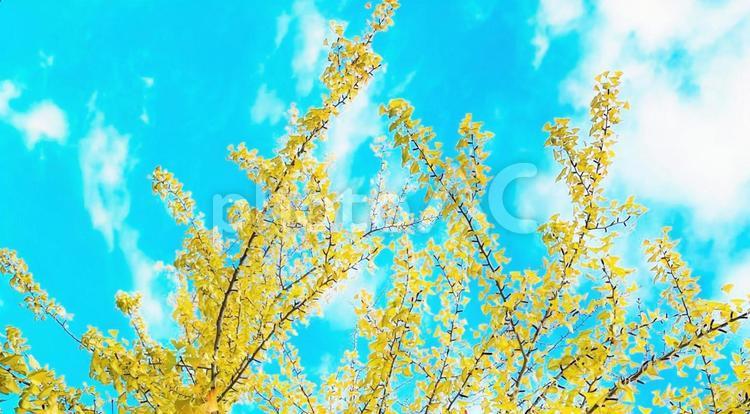 イチョウの葉と青空　背景 イチョウ,イチョウの葉,葉の写真素材