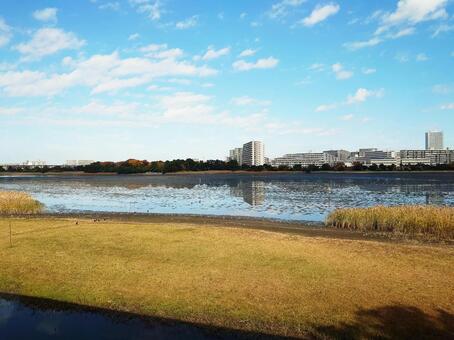 青空が広がる干潟とアシ原のコントラスト 干潟,水辺,青空の写真素材