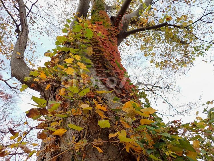色付く木 紅葉,秋,赤の写真素材