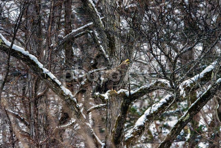 鳴き声を上げるオジロワシ オジロワシ,ワシ,鷲の写真素材