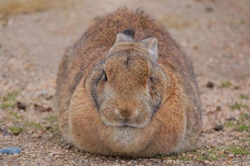 ねむねむうさぎ ねむねむうさぎ うさぎ,ウサギ,兎の写真素材