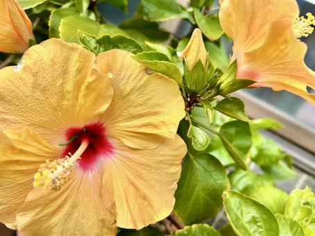 真っ黄色なハイビスカス 真っ黄色なハイビスカス ハイビスカス,花,真っ黄色の写真素材