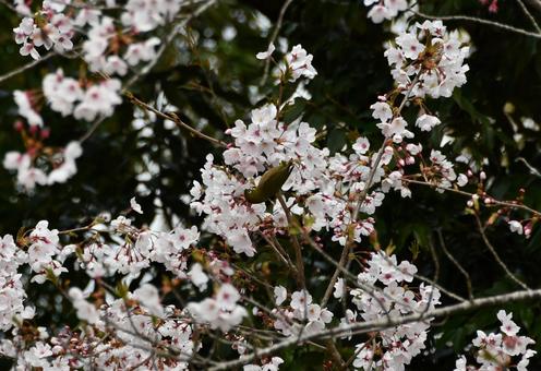 桜の蜜を吸うメジロ 桜,サクラ,花の写真素材