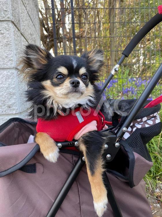 チワワ　16 チワワ,犬,子犬の写真素材