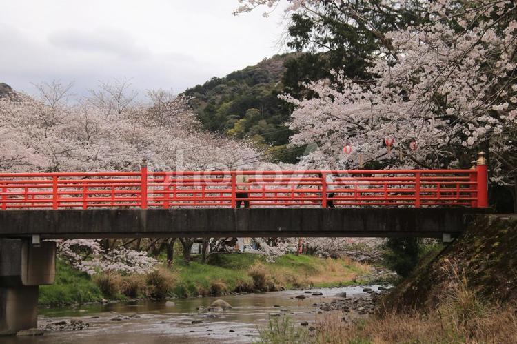 松崎町のソメイヨシノ満開 満開,ソメイヨシノ,染井吉野の写真素材