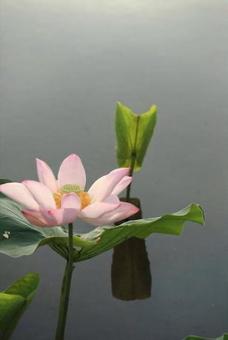 蓮の花 蓮の花の写真
