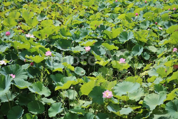 真夏の蓮の花 夏,蓮,花の写真素材