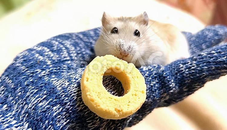 お菓子を食べるイエロージャンガリアン2 イエロージャンガリアン,ジャンガリアンハムスター,ハムスターの写真素材
