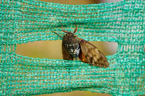 アブラゼミ⑵ 昆虫,セミ,アブラゼミの写真素材