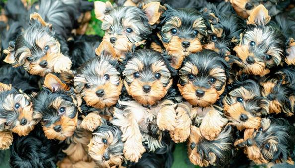 犬の大群 犬の大群の写真