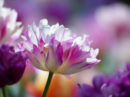 ピンクと白の華やかなチューリップ ピンクと白の華やかなチューリップの写真