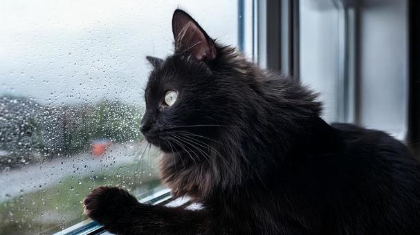 お留守番中の猫2 お留守番中の猫2の写真