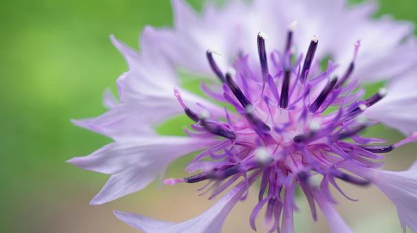 Cornflower close-up with blurred background, JPG