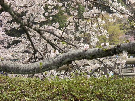 清水公園の桜-31 清水公園の桜-31 清水公園,千葉県野田市,桜の木の写真素材
