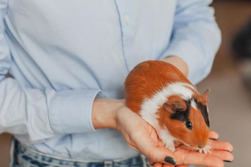 手にのせたモルモットの写真