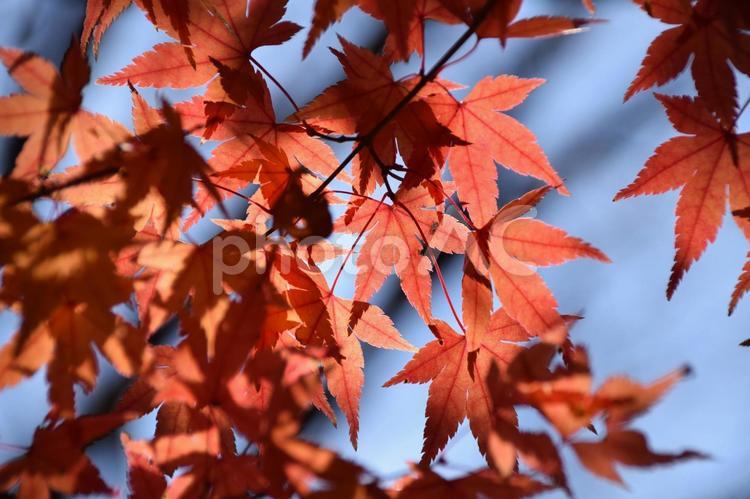 もみじ 紅葉,もみじ,紅葉と青空の写真素材