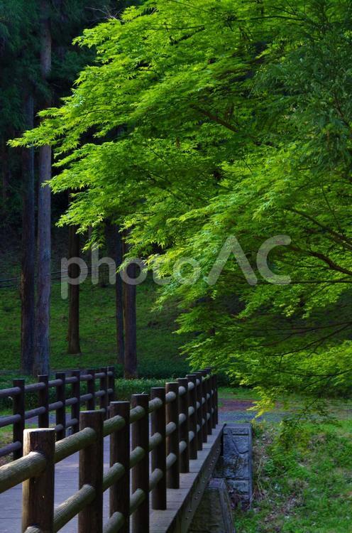 モミジの新緑と橋 新緑,モミジ,植物の写真素材