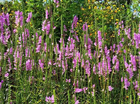 ハナトラノオ(花虎の尾)の薄紫色の花 ハナトラノオ(花虎の尾)の薄紫色の花 ハナトラノオ,花虎の尾,草花の写真素材