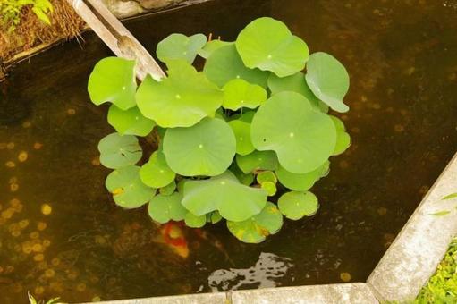 緑 緑の写真