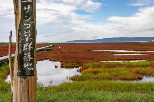 卯原内サンゴ草群落地 卯原内サンゴ草群落地 卯原内サンゴ草群落地,能取湖,サンゴ草の写真素材