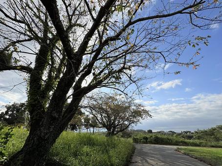 秋晴れの空と桜の木のシルエット 秋晴れの空と桜の木のシルエット 秋空,青空,桜の木の写真素材